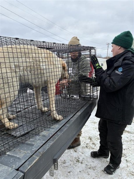 Humane World for Animals responds to typhoon Halong in Western Alaska by assisting with shelter work at Bethel Friends of Canine (BF Canine) in Bethel, Alaska.